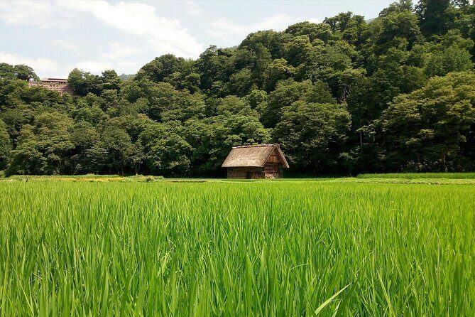 Shirakawago & Kanazawa from Kanazawa - Who Will Love This Tour?