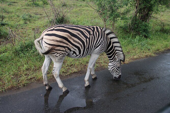 Shore Excursion Richards Bay Big 5 Safari Experience - A Deep Dive into the Safari Experience