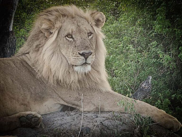 Shore Excursions to Hluhluwe-iMfolozi Park, KwaZulu-Natal - The Heart of the Park: A Wilderness of Legends