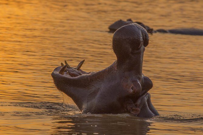 Shoreline Hippo and Crocodile Boat Cruises, iSimangaliso Wetland Park - Frequently Asked Questions