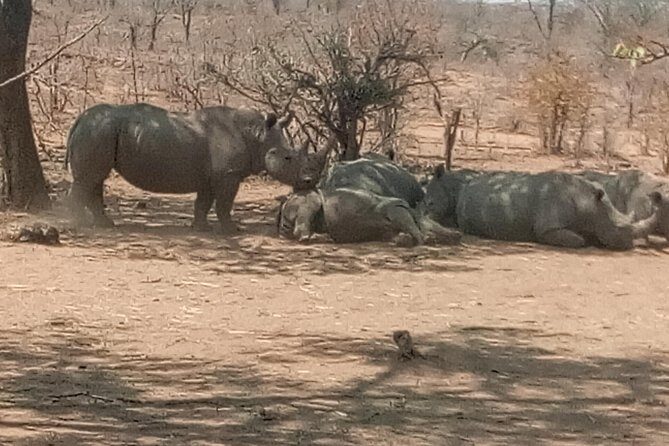 Short Rhino safari walk. - Final Thoughts: Is This Tour Right for You?