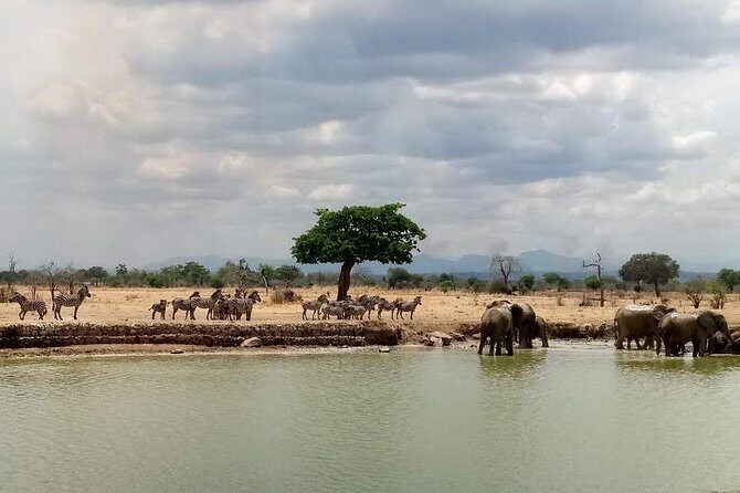 Short Safari from Dar es Salaam to Mikumi National Park - 2 Days - What Travelers Say: Authentic Voices