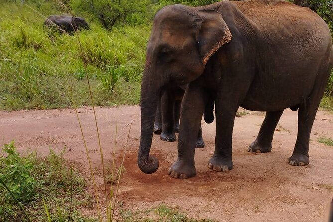 Sigiriya, Dambulla and Minneriya National Park Private Tour In - What Does the Price Get You?