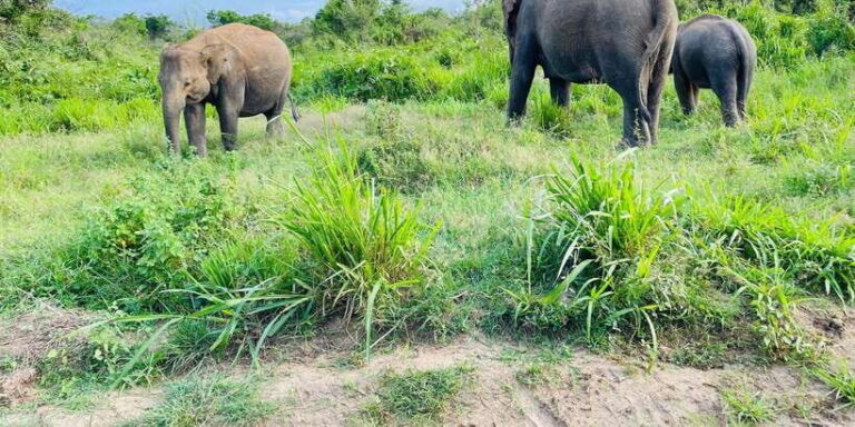 Sigiriya/Dambulla/Habarana: Minneriya National Park Safari - Who Will Love This Tour?