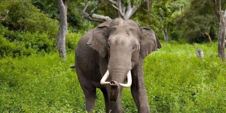 Sigiriya: Day Tour with Jeep Safari From Trincomalee - Getting to Know the Day in Detail