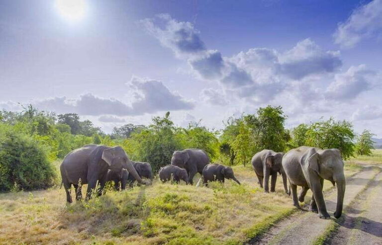 Sigiriya Fortress and Wildlife Safari from Colombo - The Itinerary Breakdown