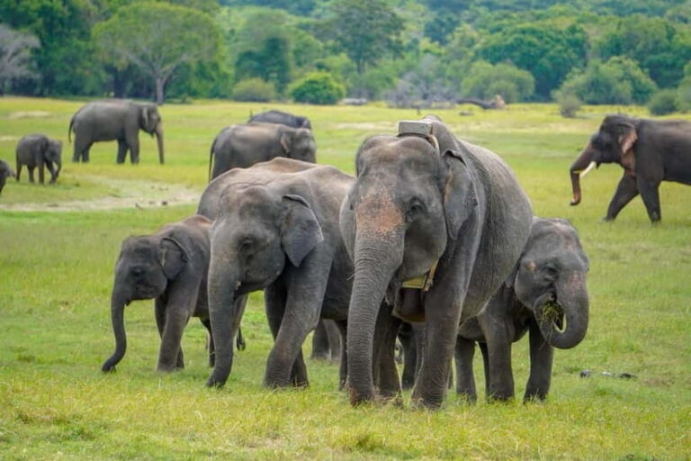 Sigiriya Lion Rock Hike & Minneriya National Park Safari - Detailed Breakdown of the Experience
