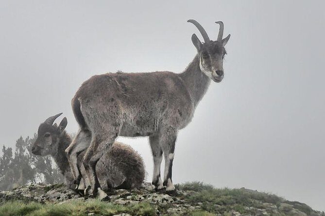 Simien Mountains  4 Days - What Makes This Tour Stand Out?