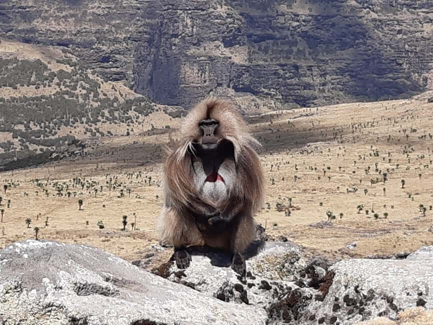 Simien Mountains National Park: Full-Day Hiking Tour - Final Thoughts