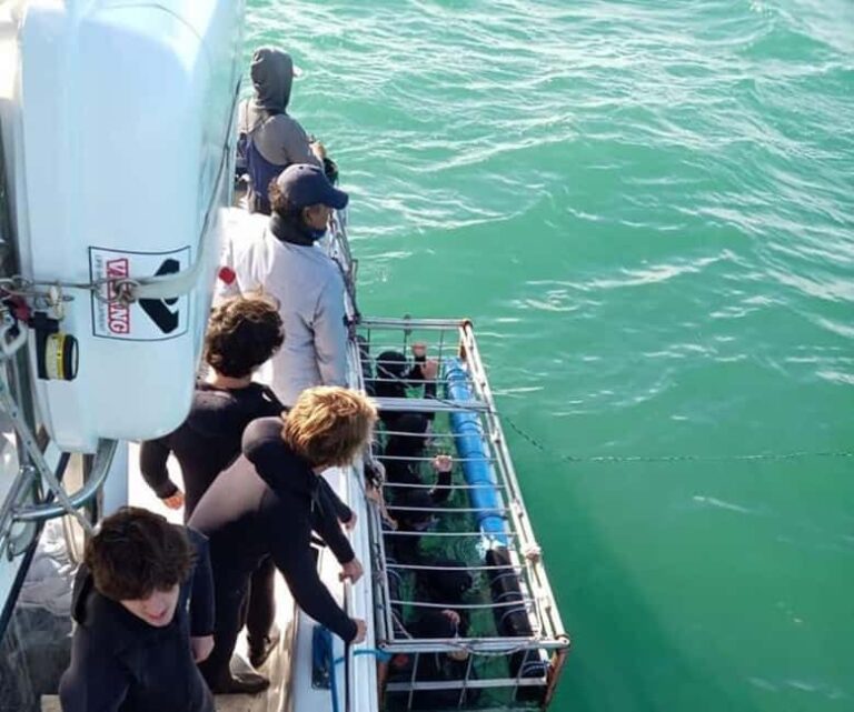 Simon's Town: Half Day Shark Cage Diving Experience - FAQs