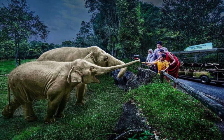 Singapore: Night Safari Singapore w/ Tram - Authentic Experiences and Honest Insights