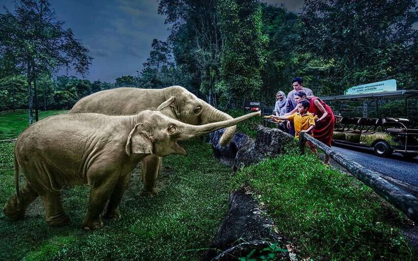 Singapore: Night Safari Singapore w/ Tram - Authentic Experiences and Honest Insights