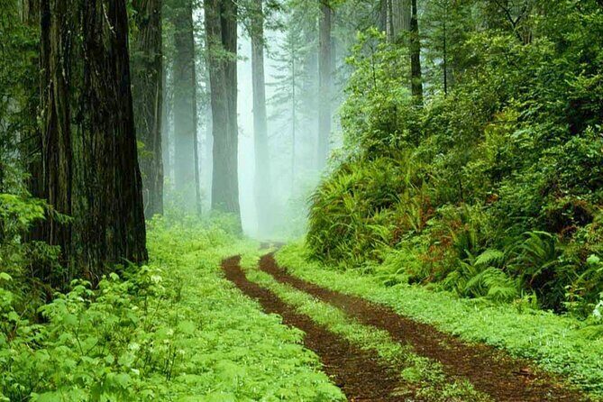 Sinharaja Rain Forest Tour from Tangalle - Authenticity and Authentic Experiences