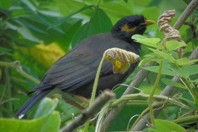 Sinharaja Rain Forest Tours (Full Day) - The Sum Up