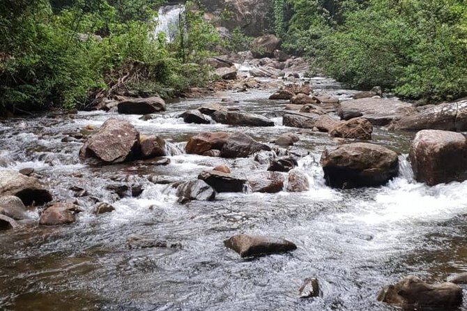 Sinharaja RainForest Private Full Day Tour - The Experience in Action: A Day in the Jungle