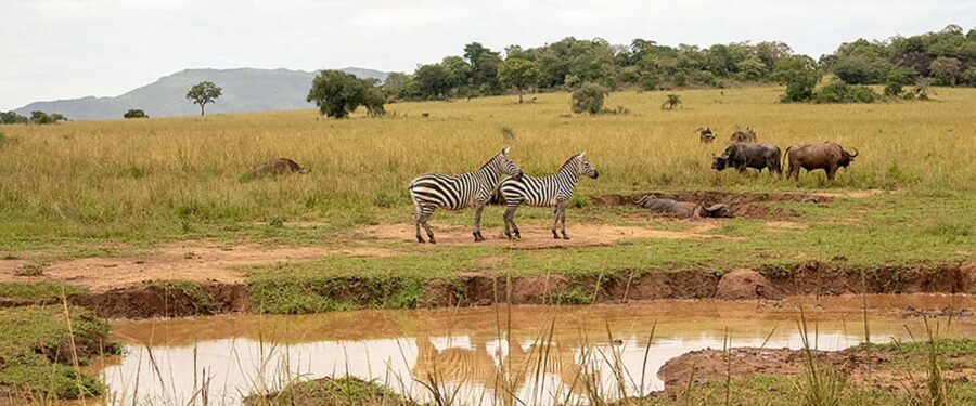 Sipi Falls, Mabira Forest, Mbale & Kidepo Valley 4-Day Trip - Practical Details and Value