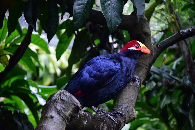 Skip the Line: World of Birds Admission Ticket - In-Depth Look at the Itinerary