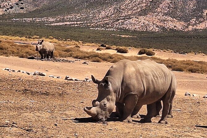 Small Group Cape Town Big 5 Safaris to Aquila Game Reserve - The Itinerary in Detail