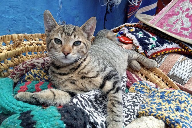 Small Group Day Trip Fez to Chefchaouen - An Honest Look at the Itinerary and Experience