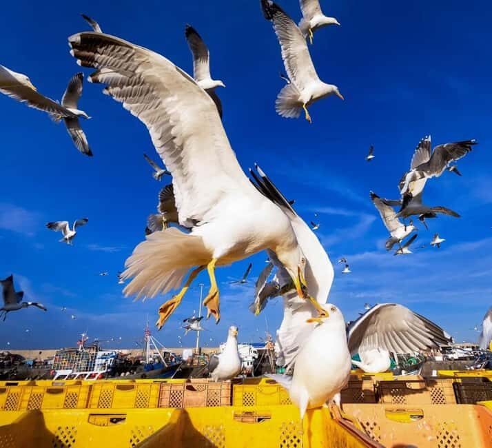 Small-Group Day Trip from Marrakech to Essaouira Mogador - Why This Tour Offers Great Value