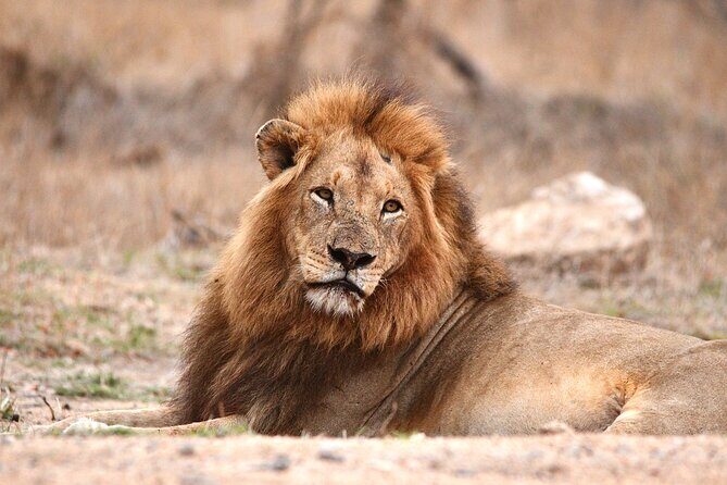 Small-Group Full-Day Safari Tour in Kruger National Park - The Itinerary in Detail