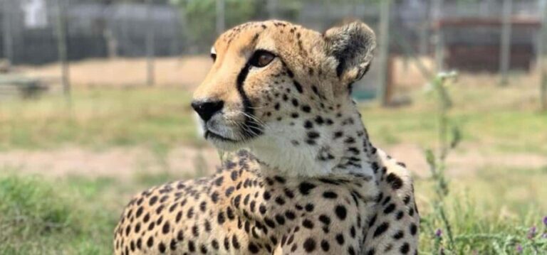 Small Group Giraffe House and Cheetah Outreach with Wine - The Scenic Drive Through the Stellenbosch Winelands