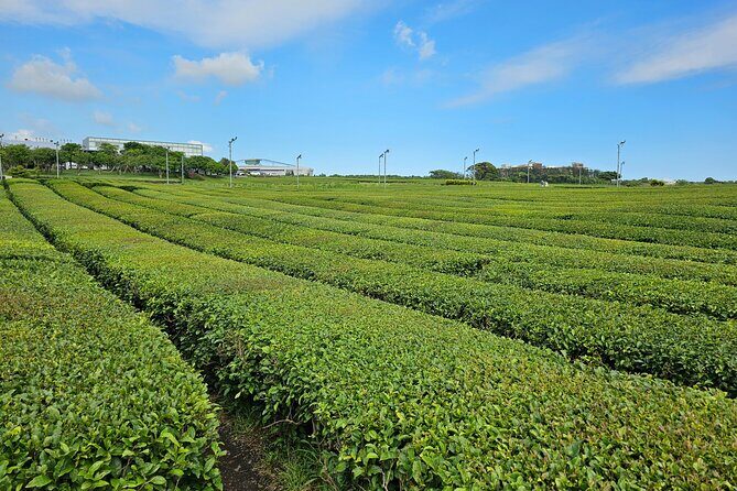 Small group Jeju private Full-Day Tour of East and South and West - Who Should Consider This Tour?