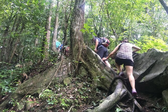 Small-Group Jungle Hiking Excursion in Khao Phra Teaw Park - Real-World Insights from Travelers