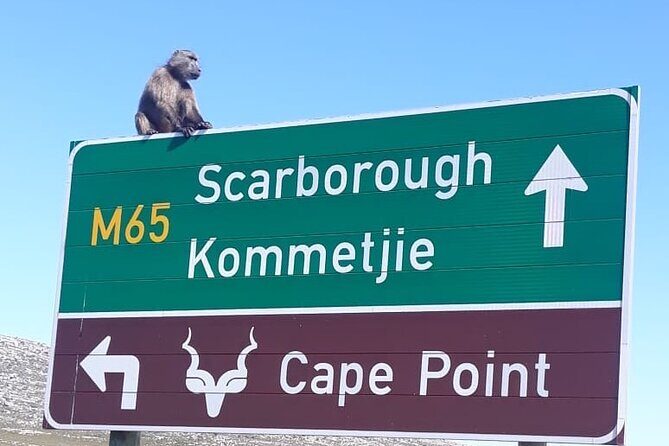Small Group Table Mountain Penguin Colony and Cape Point Tour - Practical Details and Tips