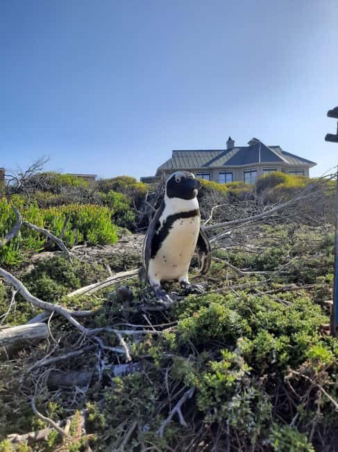 Small Group tour; Cape of Good Hope & Penguins - Coastal Drive: From Green Point to Clifton