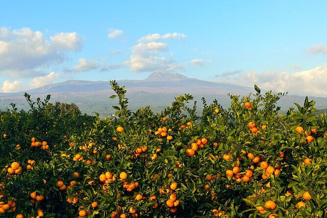Small Group Tour for Jeju Fall Pink Muhly, Tangerines & Mt. Halla - What Past Travelers Say