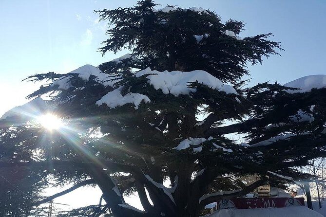 Small Group Tours from to Baalbek, Cedars and Qozhaya with lunch and all fees - Authenticity and Value for Money
