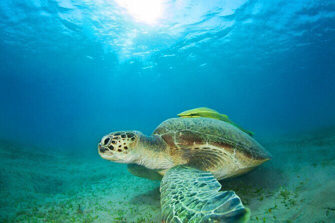 Snorkel Adventure to Ko Tao and Ko Nang Yuan from Ko Samui - Transportation, Group Size, and Overall Value