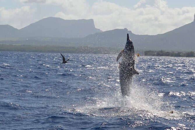 Snorkel with Dolphins, Lunch on Benitiers island, Speedboat - What’s Included & What You Should Know