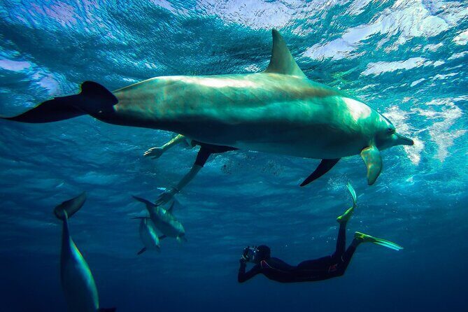 Snorkeling Adventure at Dolphin House Reef & Transfers-Marsa Alam - What’s Included and What’s Not