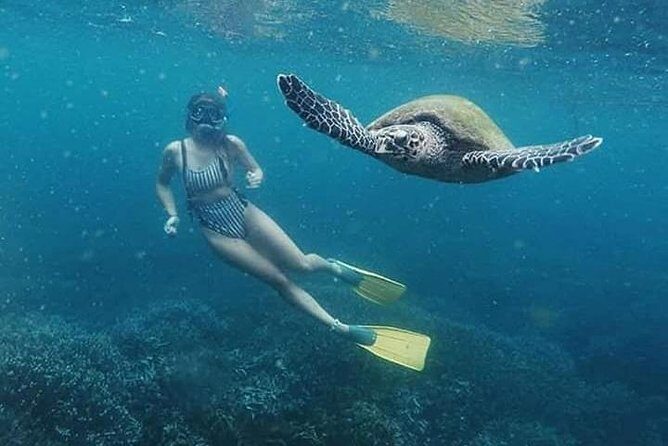 Snorkeling Adventure at Pigeon Island  Explore Marine Life - Authentic Experiences and Real Traveler Insights