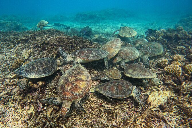 Snorkeling Adventure to Daymaniat Islands - Final Thoughts: Who Will Love This Experience?