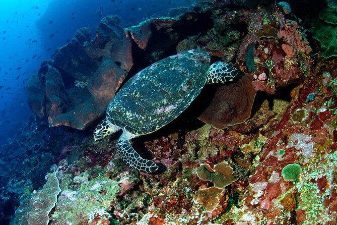 Snorkeling Adventure with East Nusa Penida Tour All Inclusive - The Practical Side: What the Price Gets You