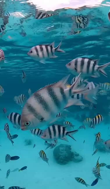 Snorkeling and swimming with dolphins in mnemba island - The Itinerary: What You Can Expect