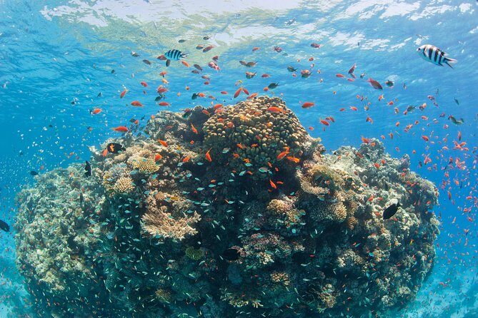Snorkeling and white island tour in Sharm El Sheikh - Who Should Book This Tour?