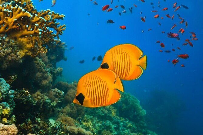 Snorkeling at Blue Lagoon; Starfish; The Rock Restaurant & Paje Beach - What’s Included and What You Should Budget For