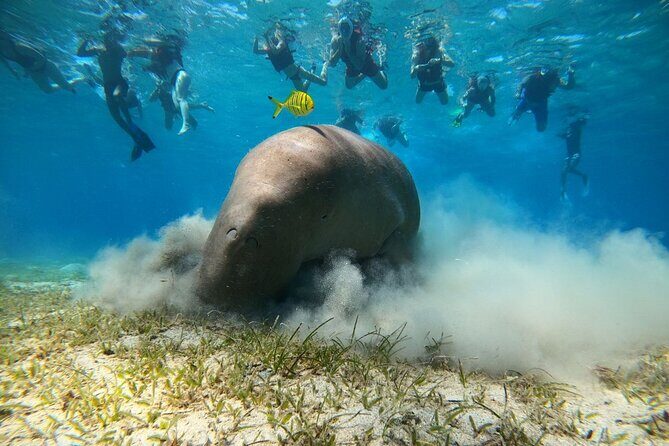 Snorkeling Boat Trip with Dugongs and Turtles in Marsa Alam - What Do Travelers Say?