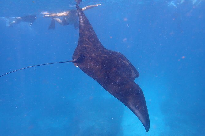 Snorkeling Day Trip To Lembongan and Penida - What the Tour Offers