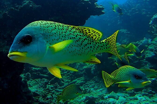 Snorkeling Experience at Ad Daymaniyat Islands in Muscat - Who Should Consider This Tour?