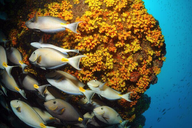 Snorkeling Experience in Santa Maria Bay by boat - Transportation and Logistics