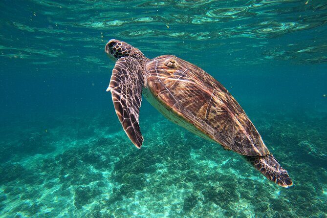 Snorkeling in Daymaniat Island - The Sum Up