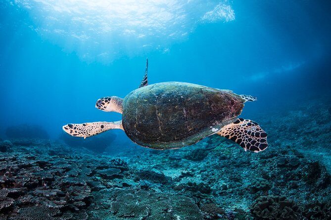 Snorkeling in Menjangan Marine Park - Discover abundant marine life of Pemuteran - What’s Included and How It Matters