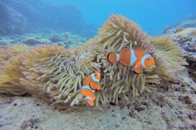 Snorkeling in the Blue Cave areaOkinawa Prefecture: Free feeding & photo images!English and Chinese speaking guide available! - Practical Details and Logistics