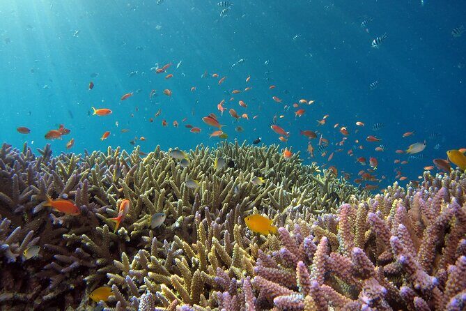 Snorkeling Nusa Penida and Island Tour Package - Who Is This Tour Best For?