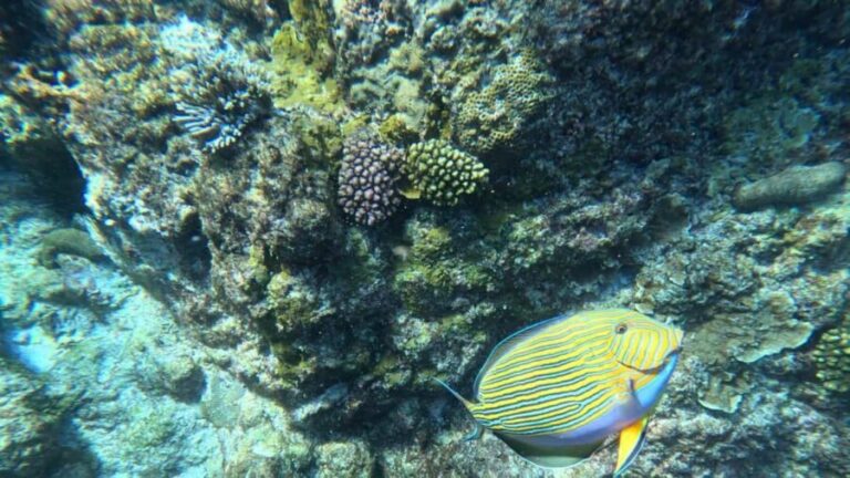 Snorkeling St-Pierre Marine Park and Anse Petite Cour - The Itinerary: A Day in the Water and on the Beach